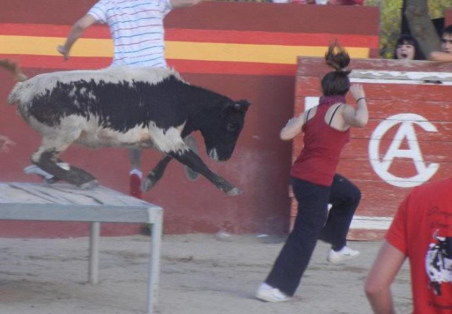  Escaping from the heifer 